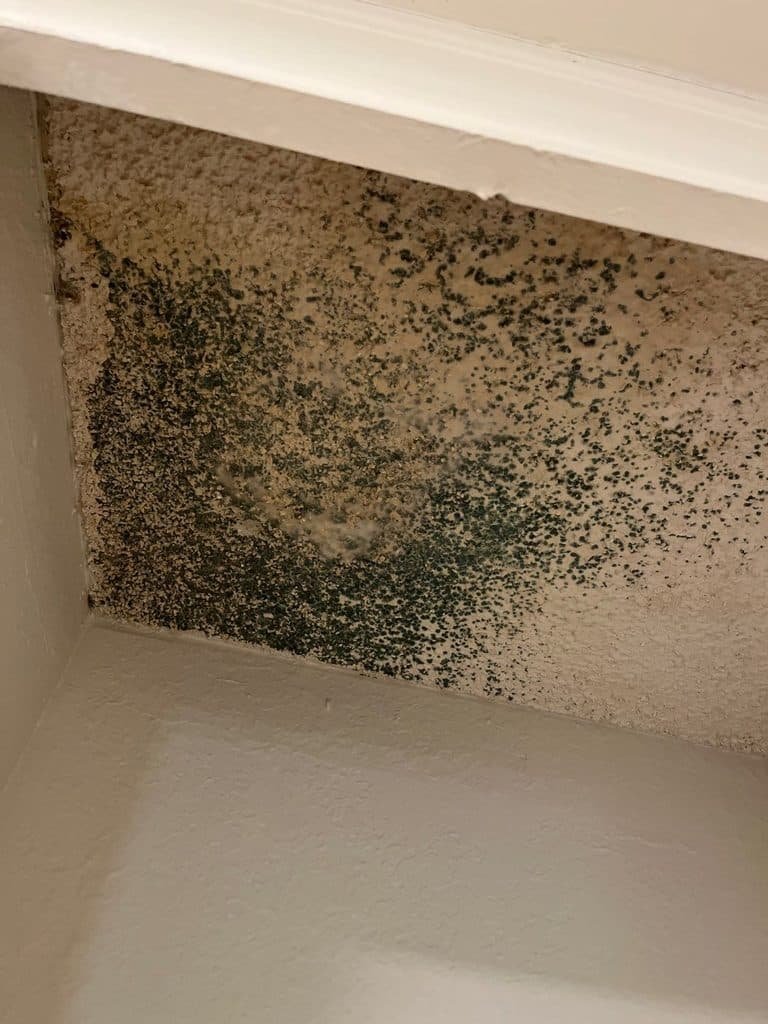 Dense dark surface growth across an interior wall near the ceiling