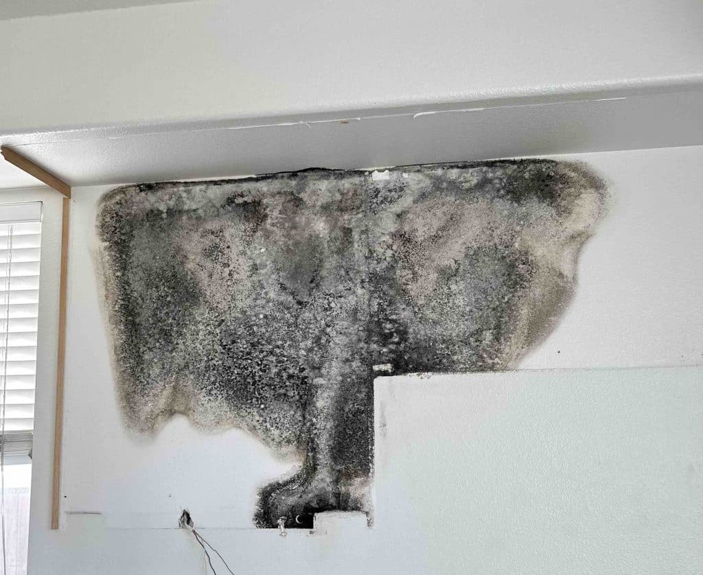 Mold Remediation Near Me