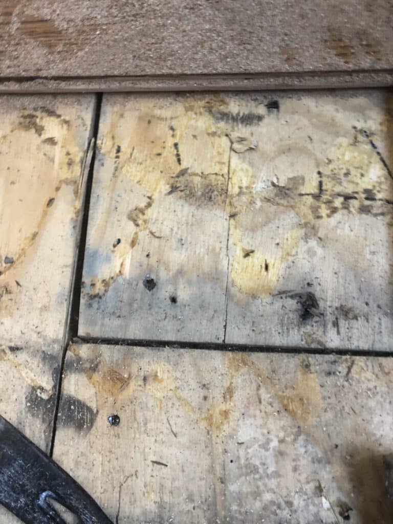 Mold Remediation Service Call in Thousand Oaks