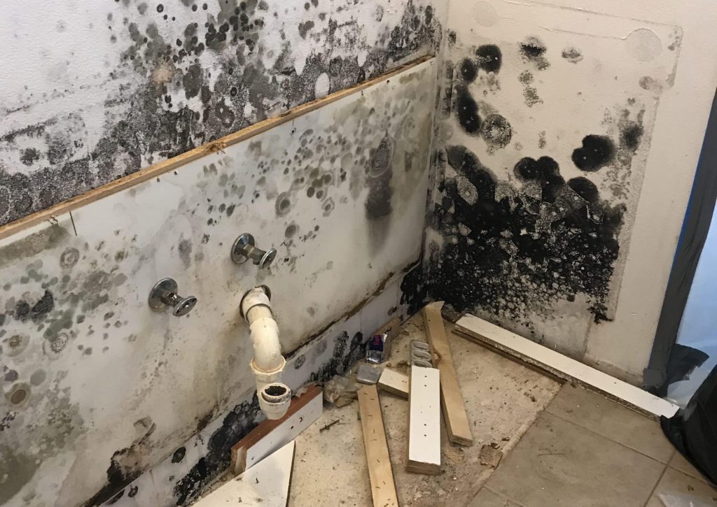 Ventura Mold Removal