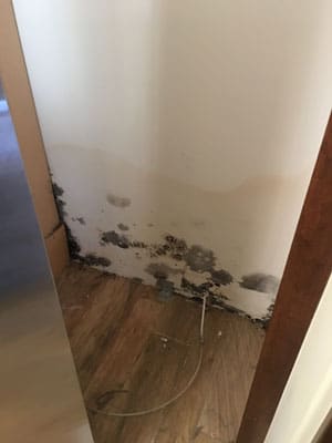 Mold Removal Project in Santa Barbara