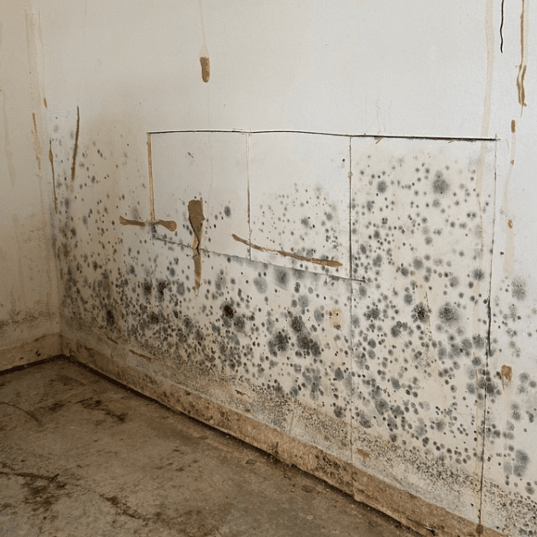 Does Ammonia Kill Mold? - JW Home Care