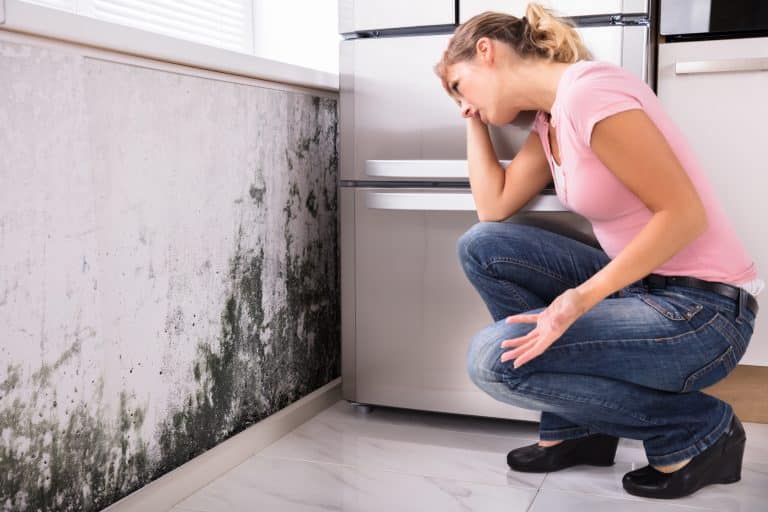 Is Mold Safe to be Around?